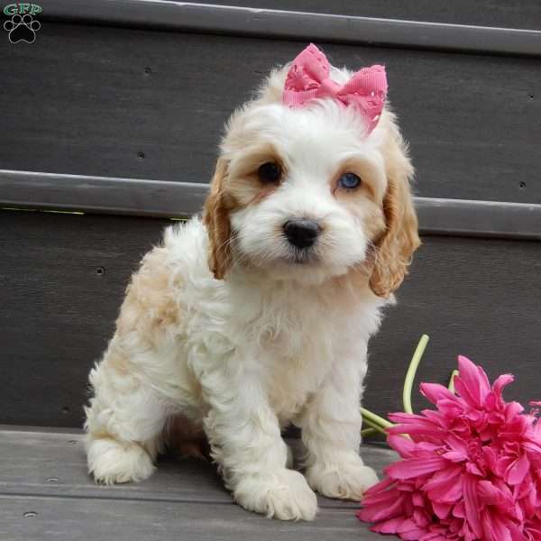 Dolly, Cockapoo Puppy